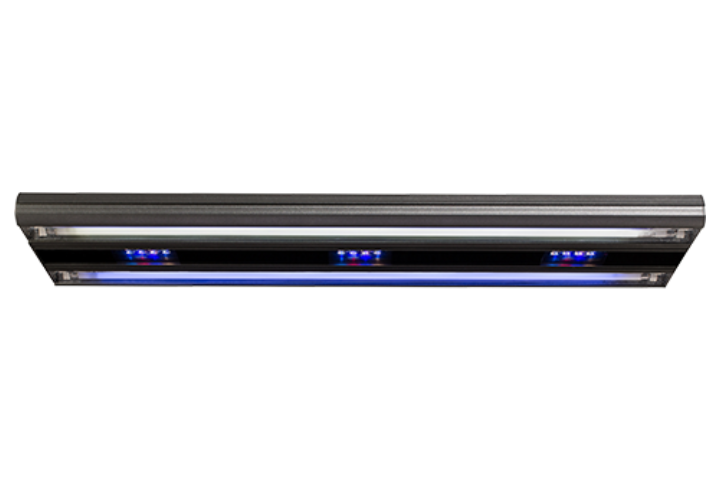Giesemann Gemini